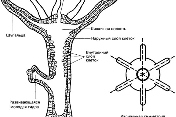 Как оформить оплату на блэкспрут через киви