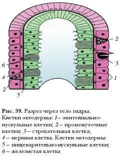 Правильная ссылка на блэкспрут через тор